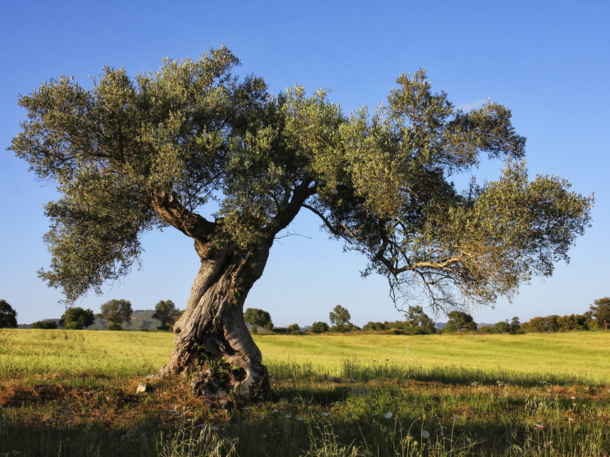 Olivi in Puglia