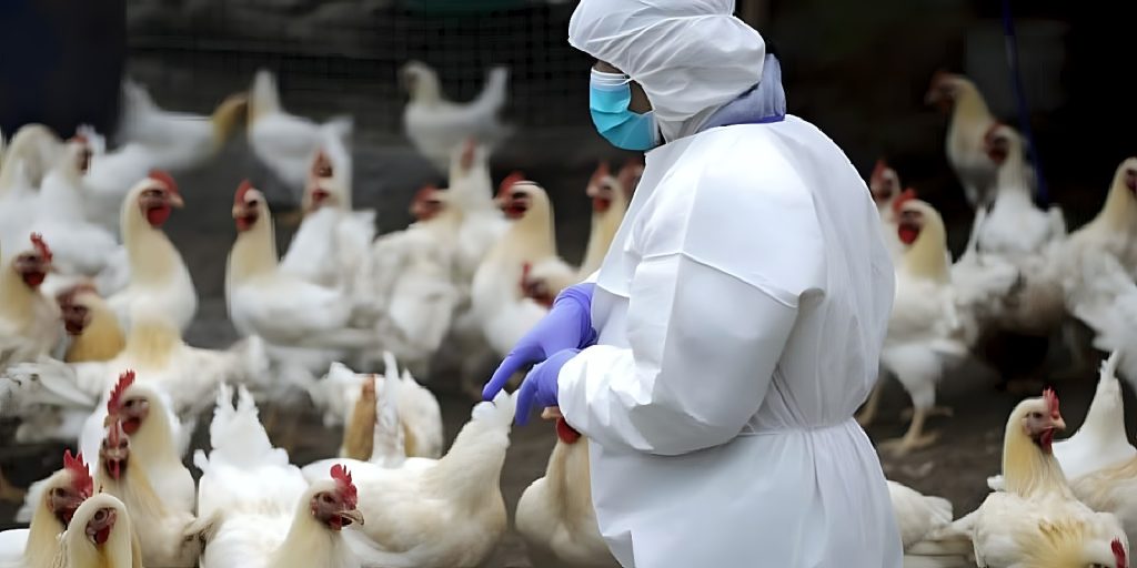 H5N1, la minaccia invisibile: il salto di specie e il rischio per l’uomo nel 2024